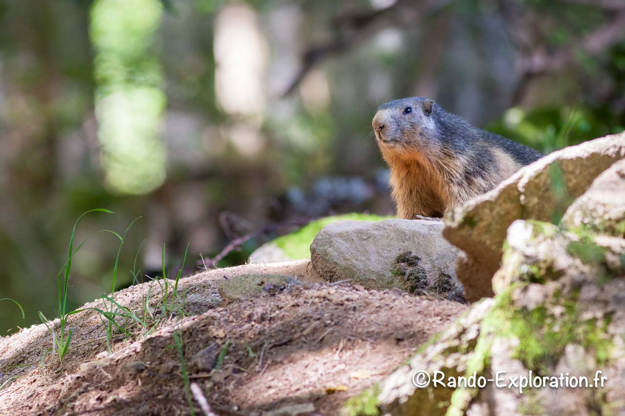 Marmotte à la sortie de son terrier.