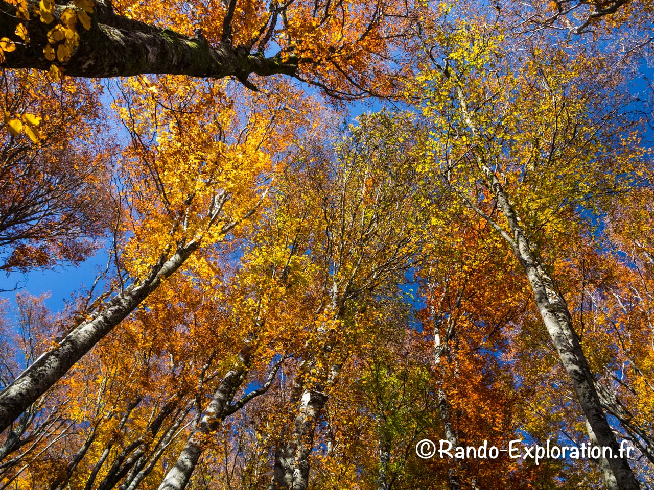 Huppier des Bouleaux en automne