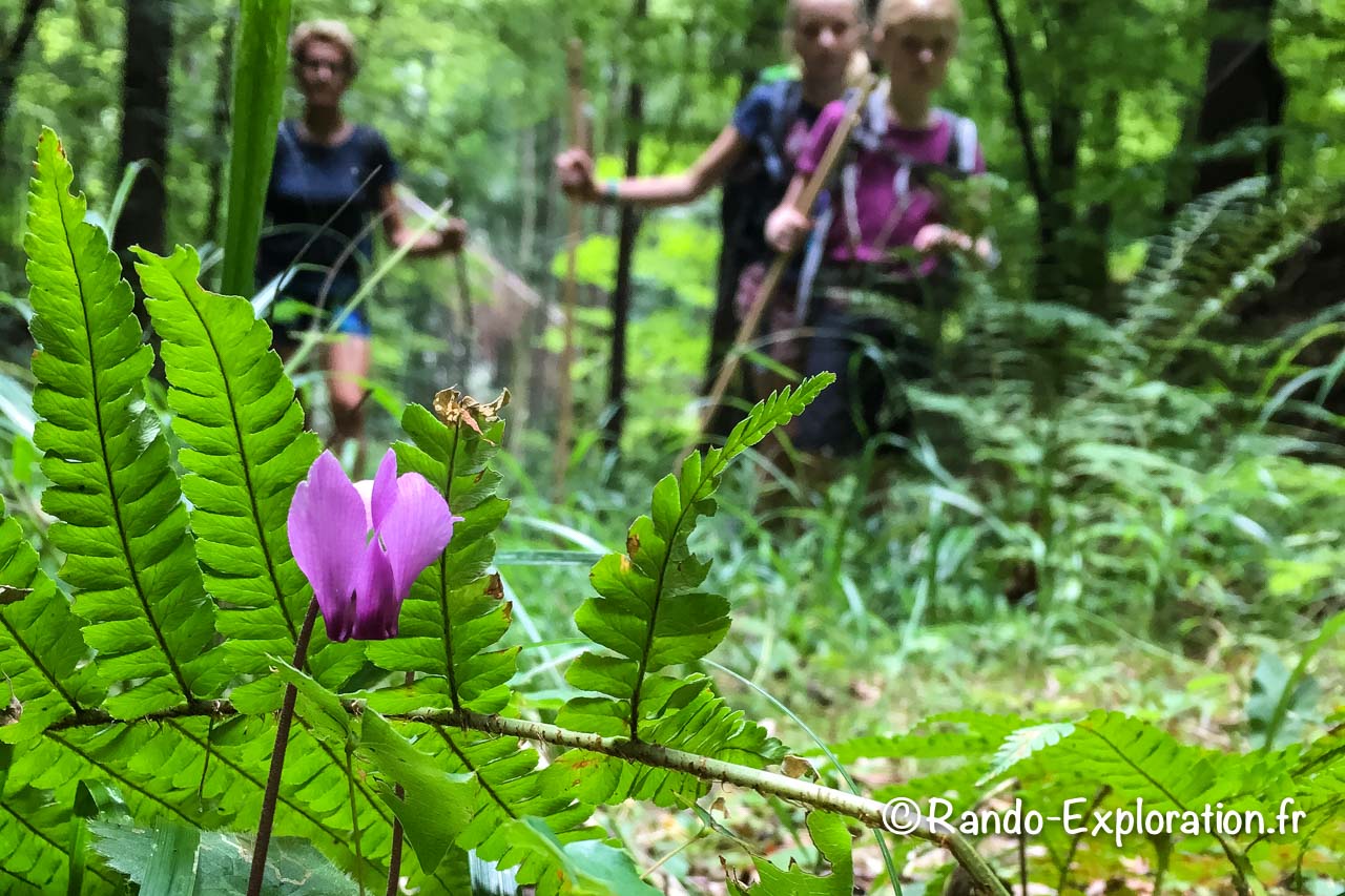 Cyclamen en forêt