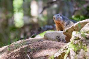 Marmotte près de son terrier