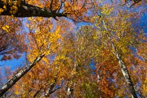 Huppier des Bouleaux en automne