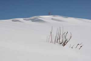 plante dépassant de la neige