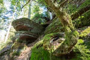 Hêtre tordu au pied d'une falaise de grès