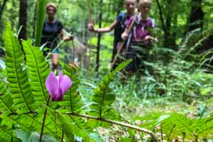 Cyclamen en forêt