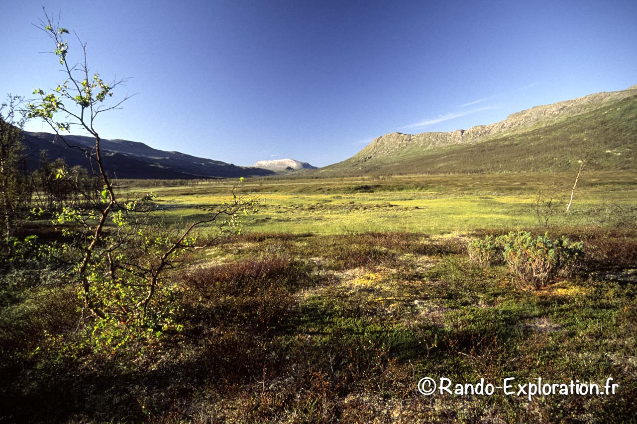 paysage de toundra avec un bouleau famelique