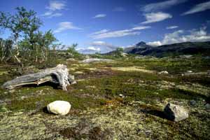 paysage de tundra