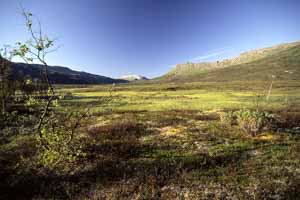 paysage de tundra