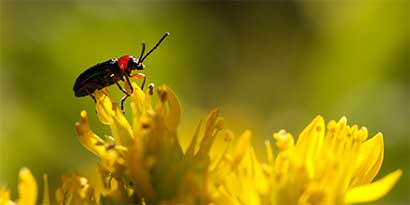 Insecte Cantharis sur une fleur jaune