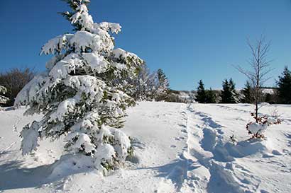 traces dans la neige