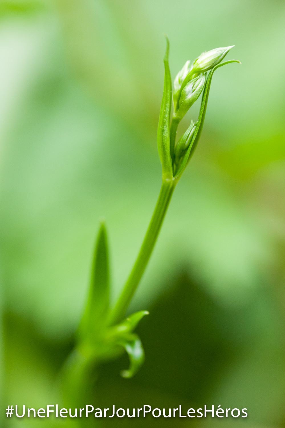 Fleur en bouton