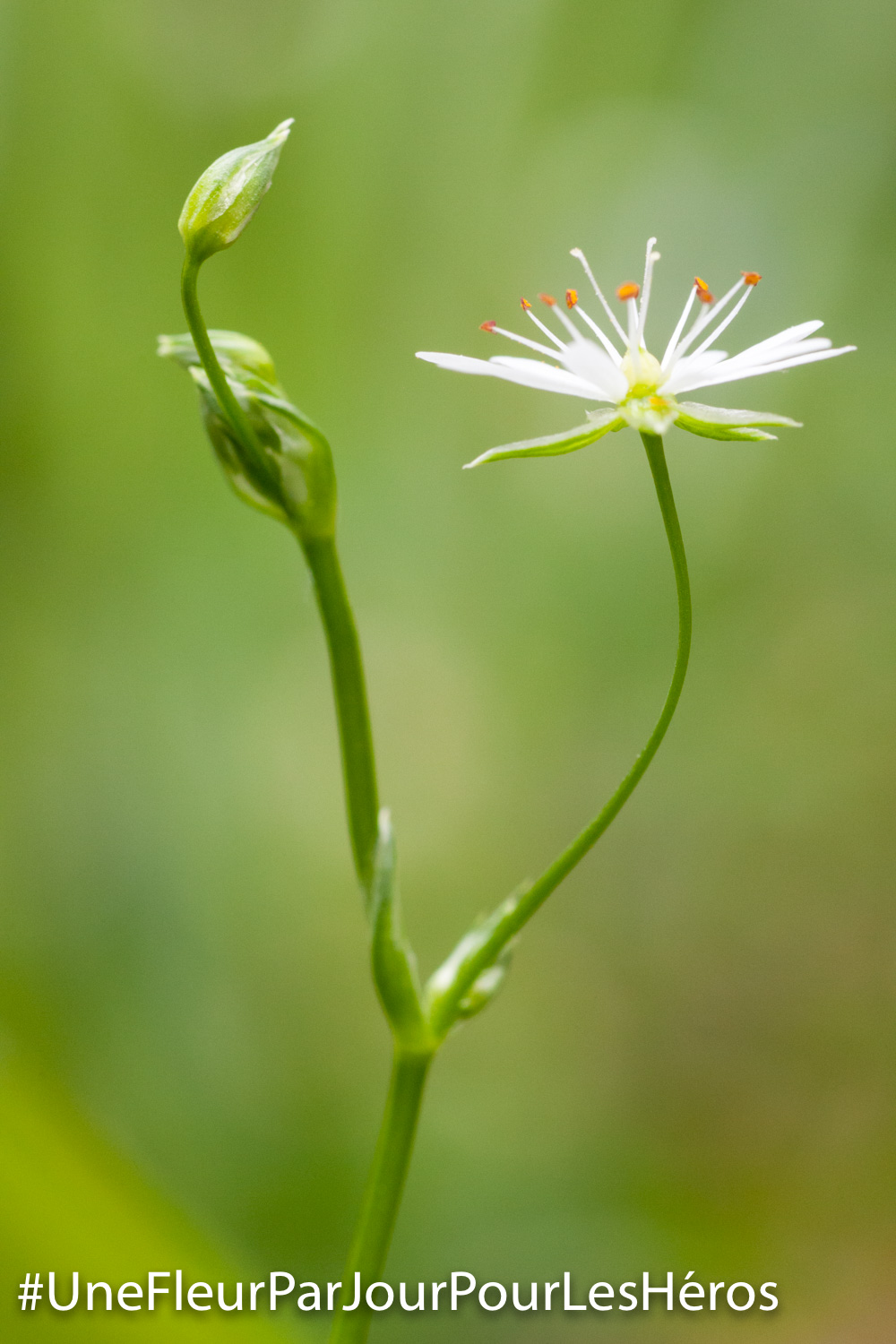 Fleur