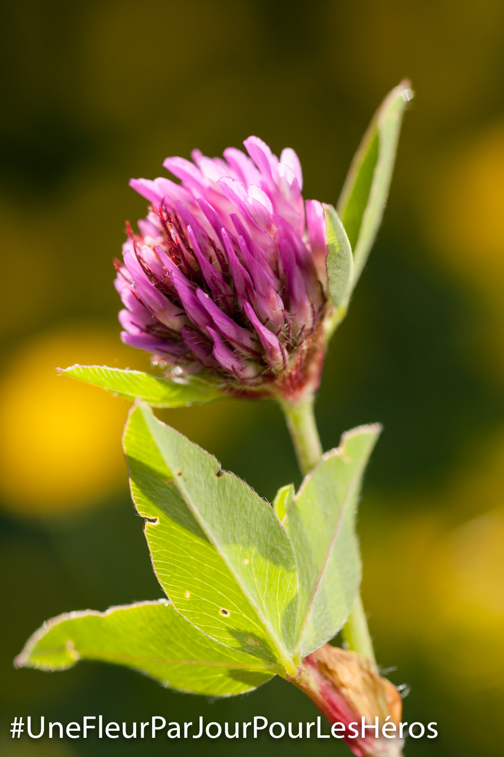 Fleur en herbe