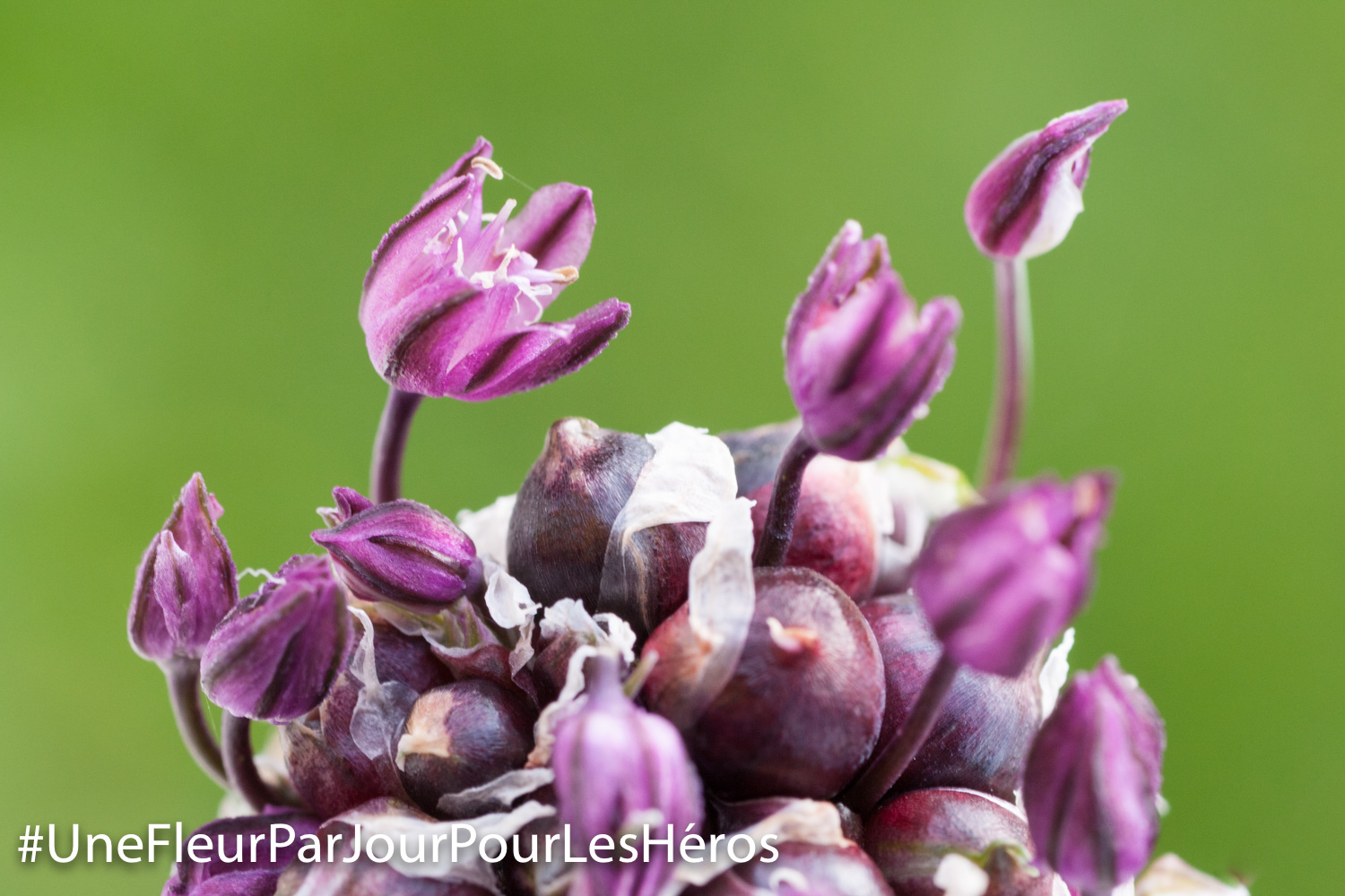 Fleur d'Ail