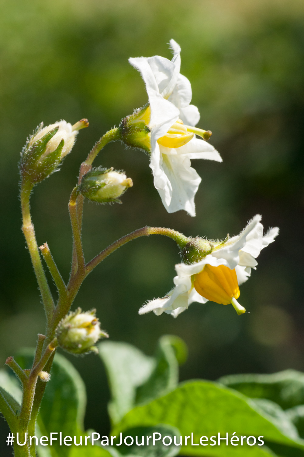 Fleur de Pomme de terre