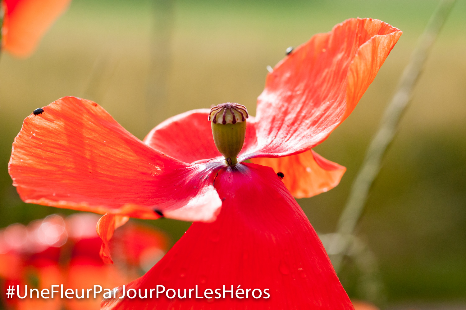 Fleur de Coquelicot