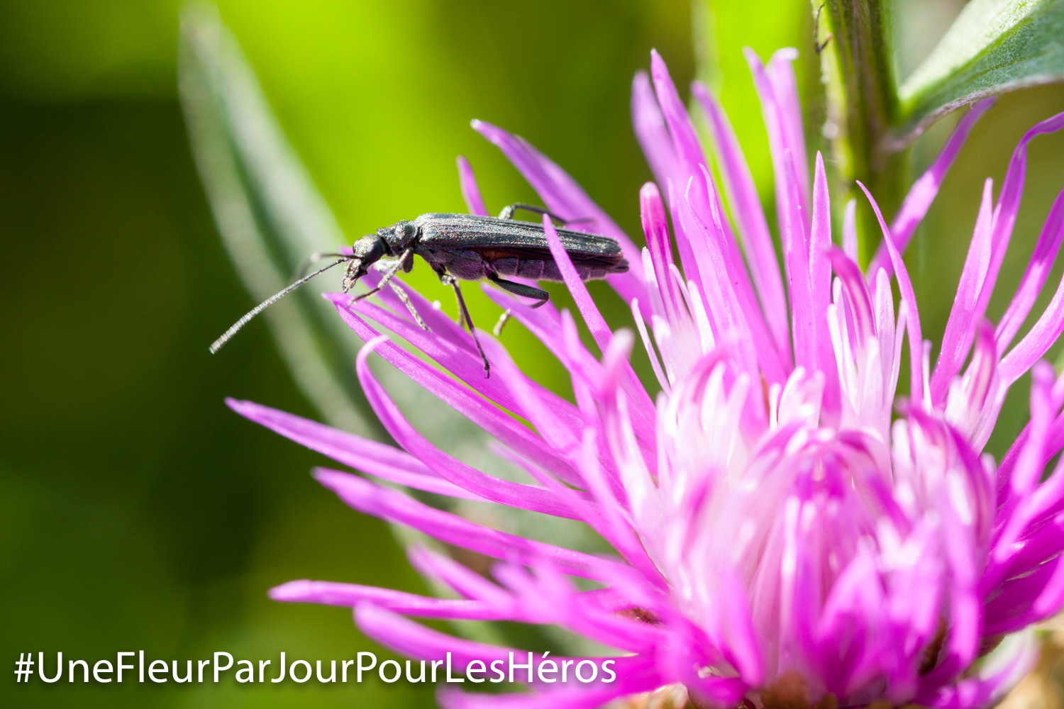Fleur de Centaurée