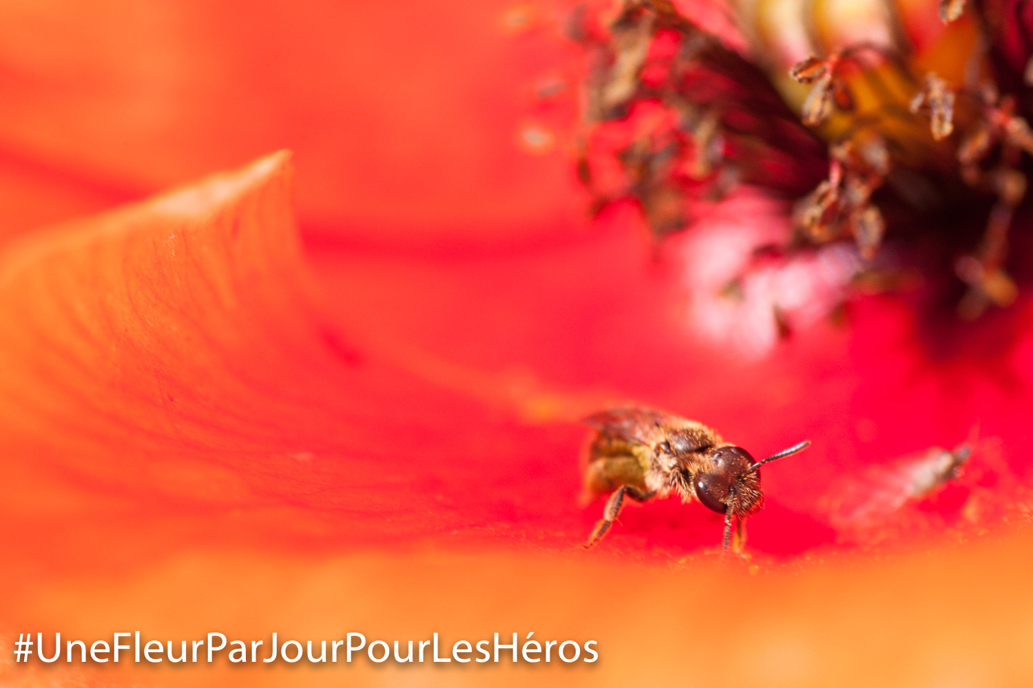 Fleur de Coquelicot