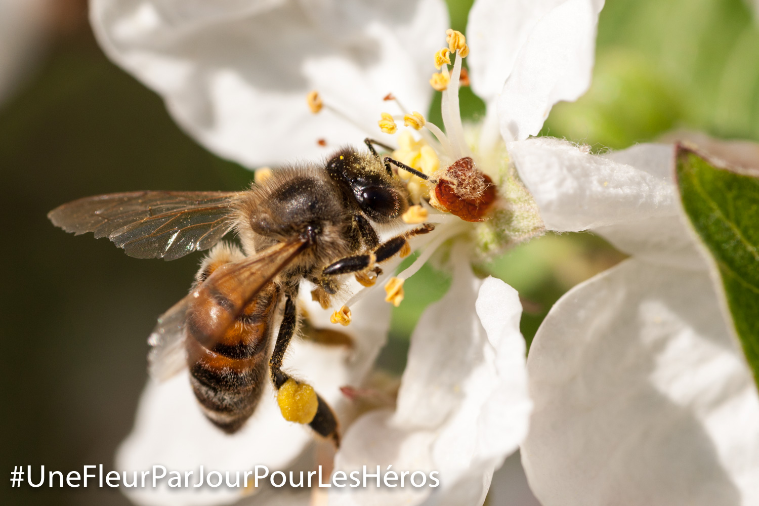 fleur de Fabacée
