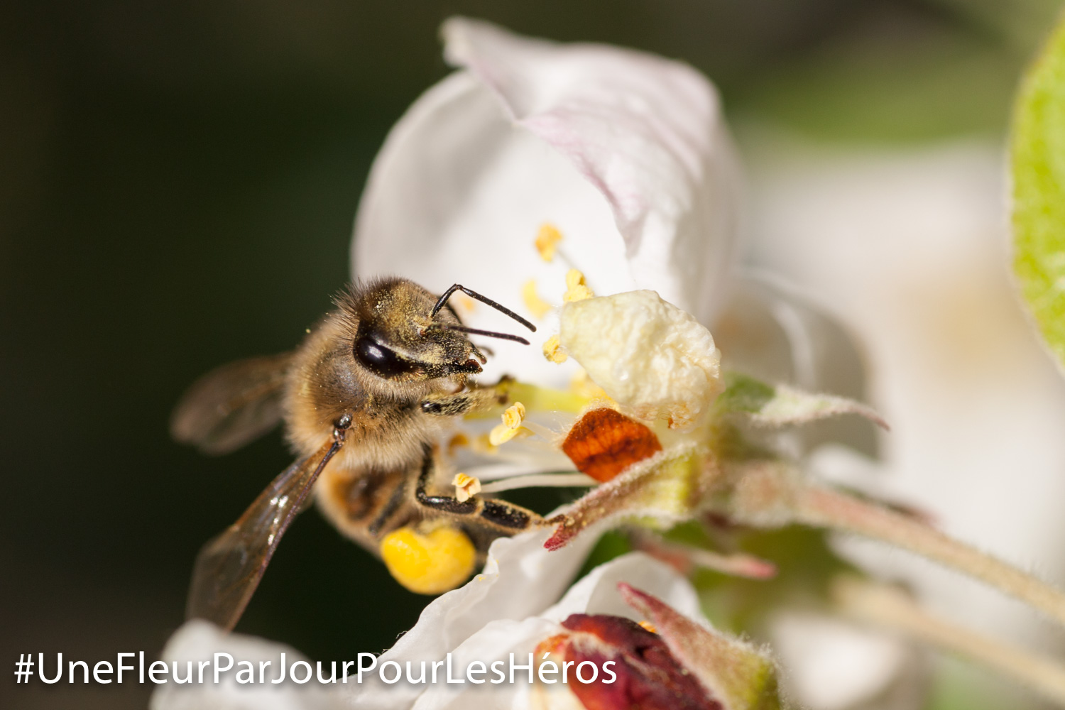 Fleur et abeille