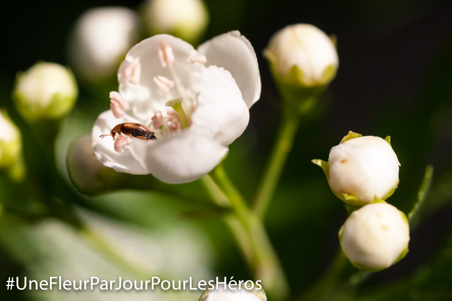 fleur d'Aubépine