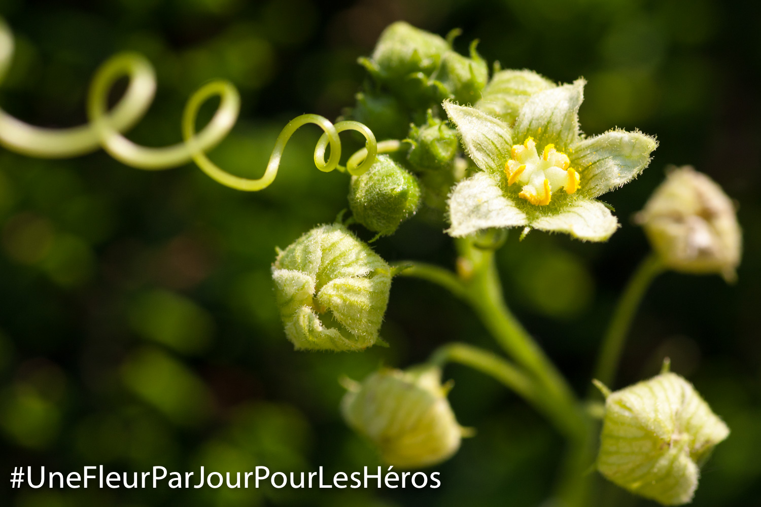 Fleur de Bryone dioïque