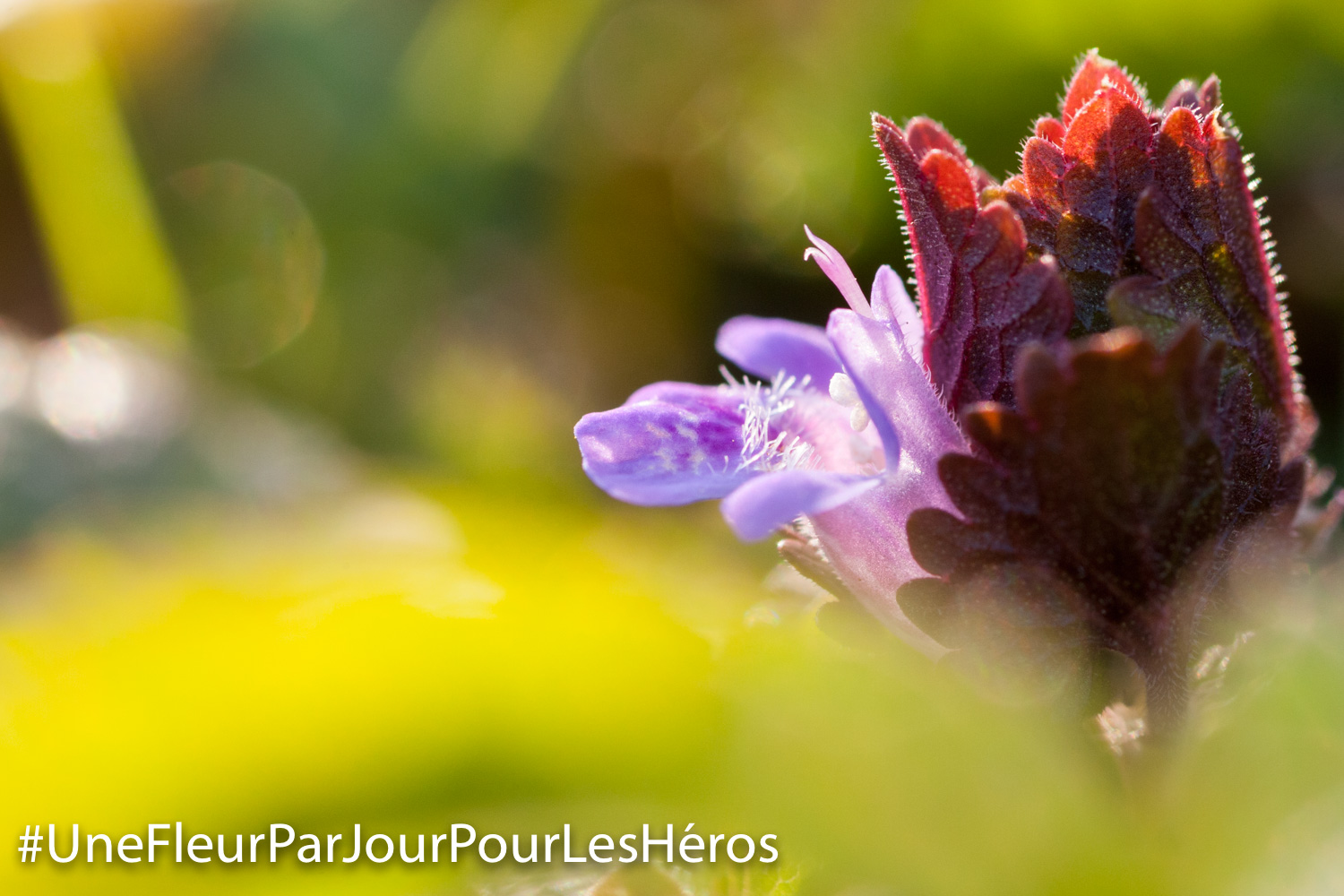 fleur de Bugle
