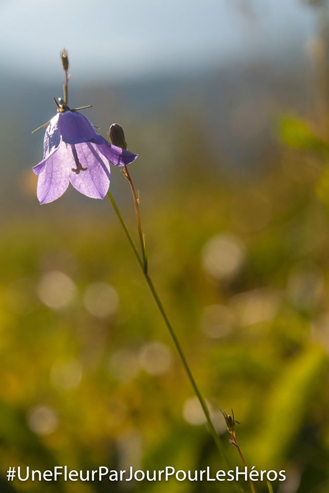 fleur