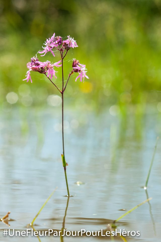 fleur
