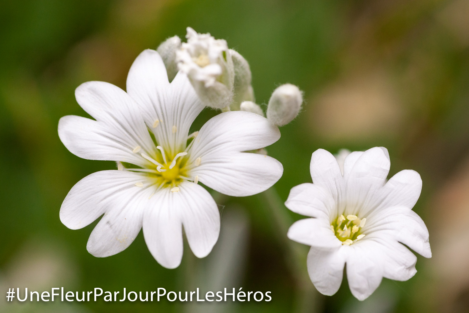 Fleur de Céraiste