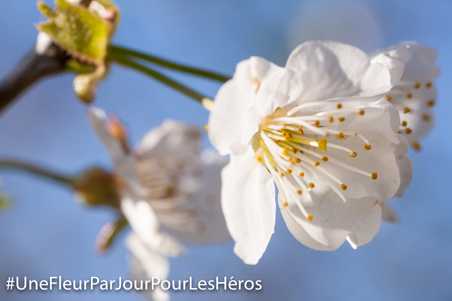 fleur de Merisier