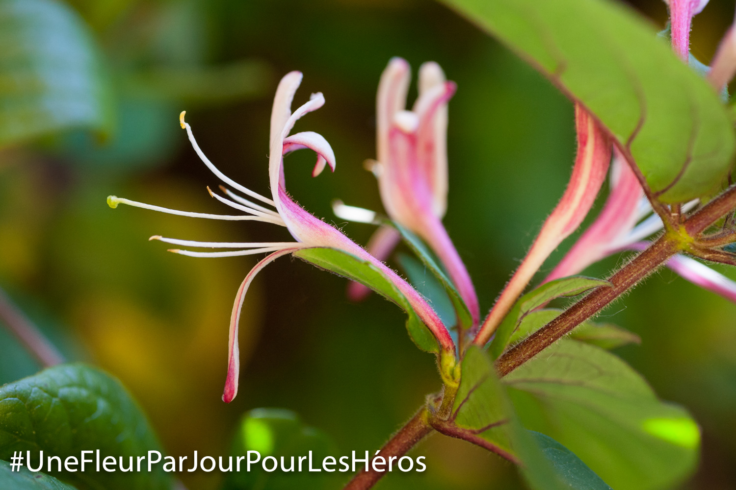 Fleur de Chèvrefeuille