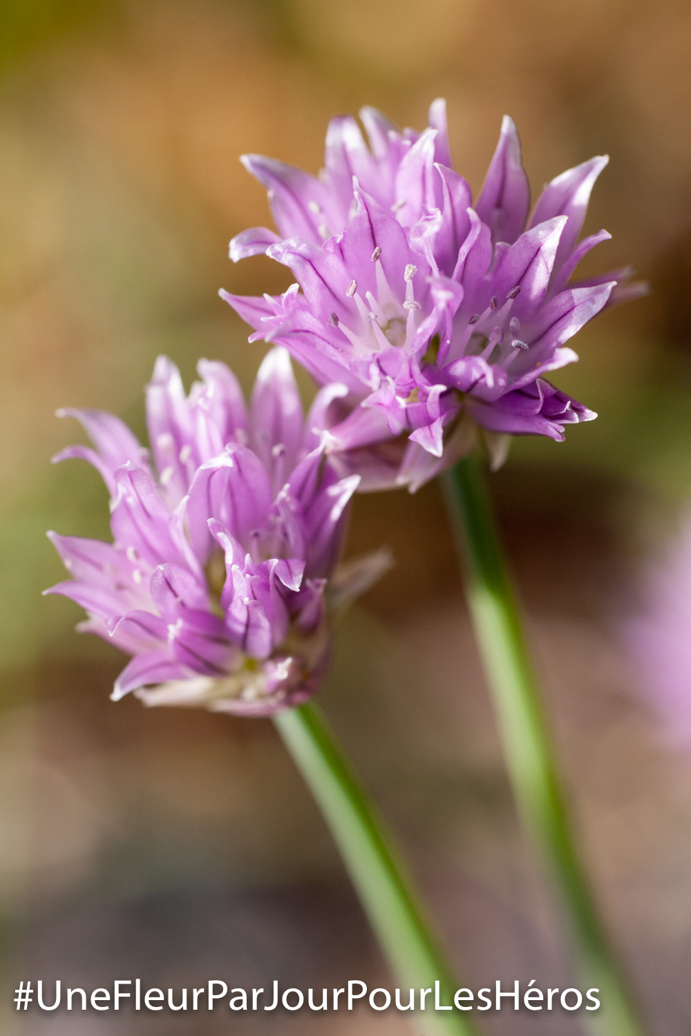 Fleur de Ciboulette