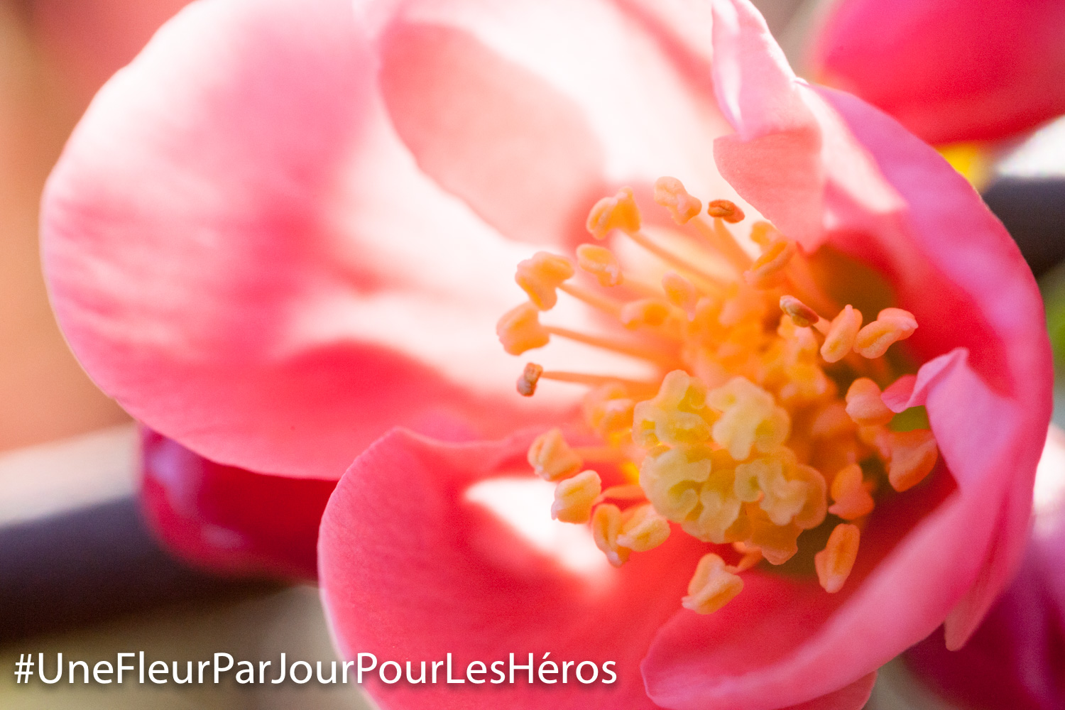 fleur de Cognassier