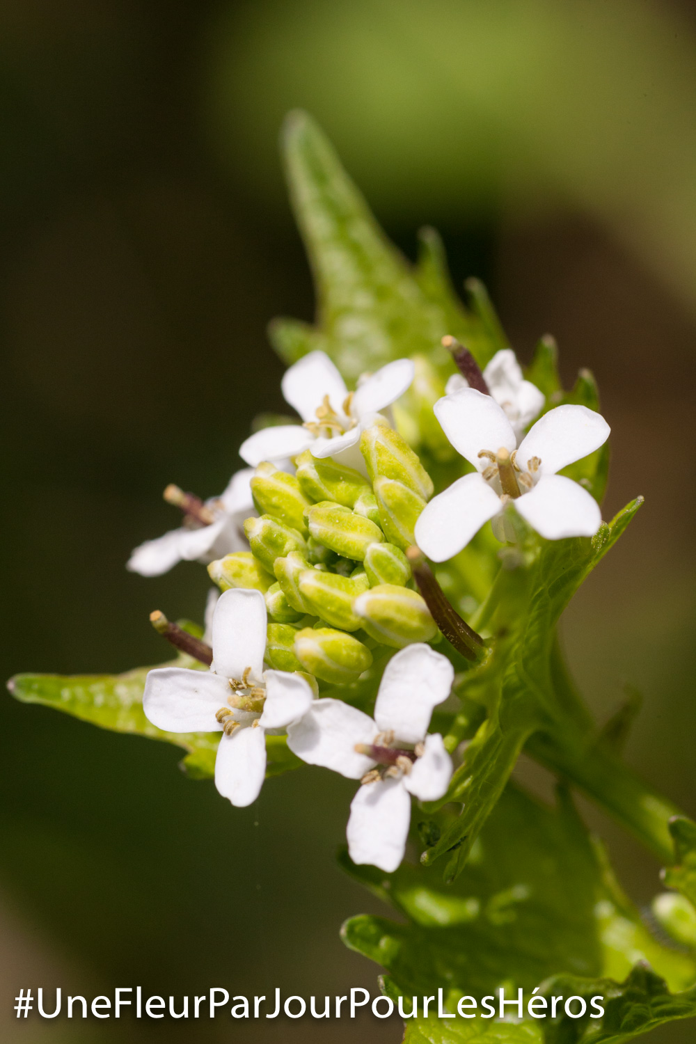 fleur de Crucifère