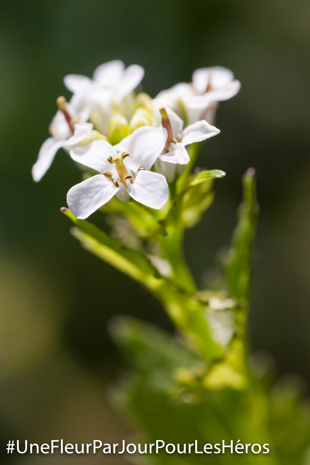 Fleur de Crucifère