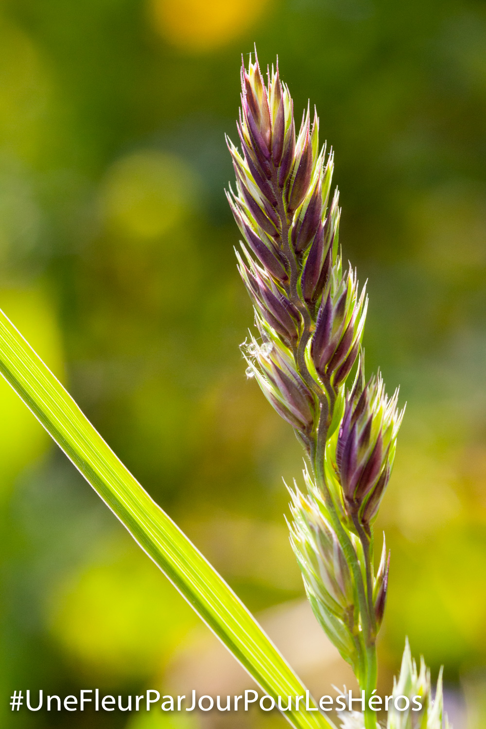Fleur en herbe