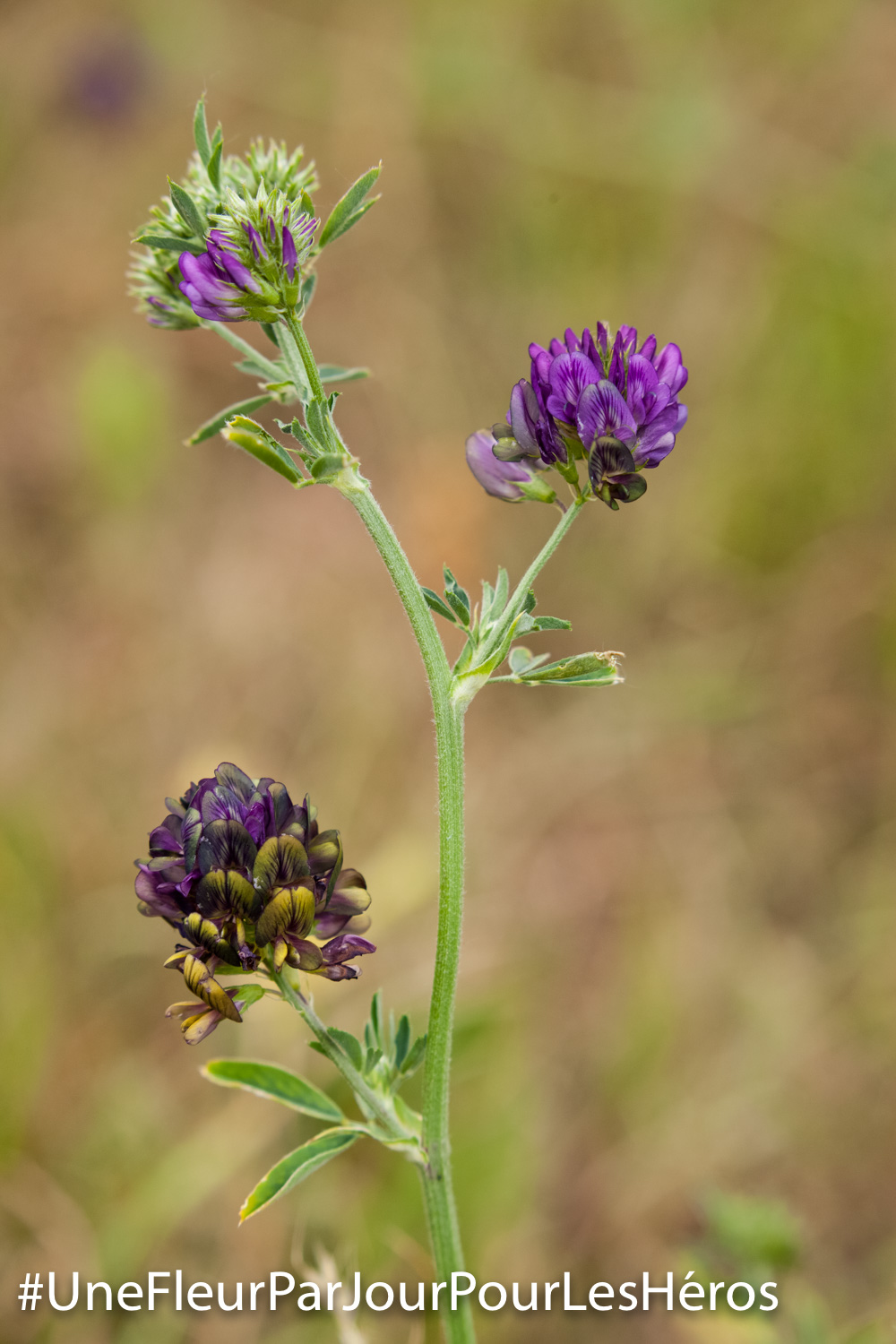 Fleur de Fabacée