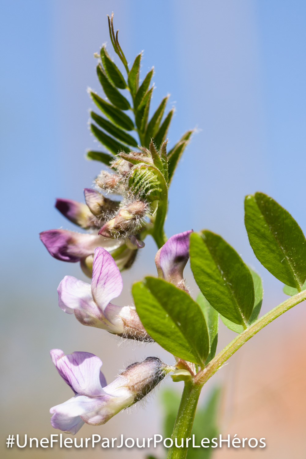 fleur de Fabacée