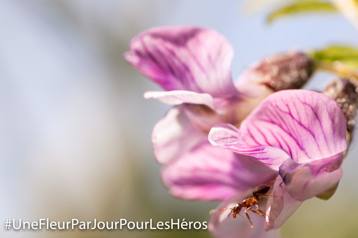 fleur de Fabacée