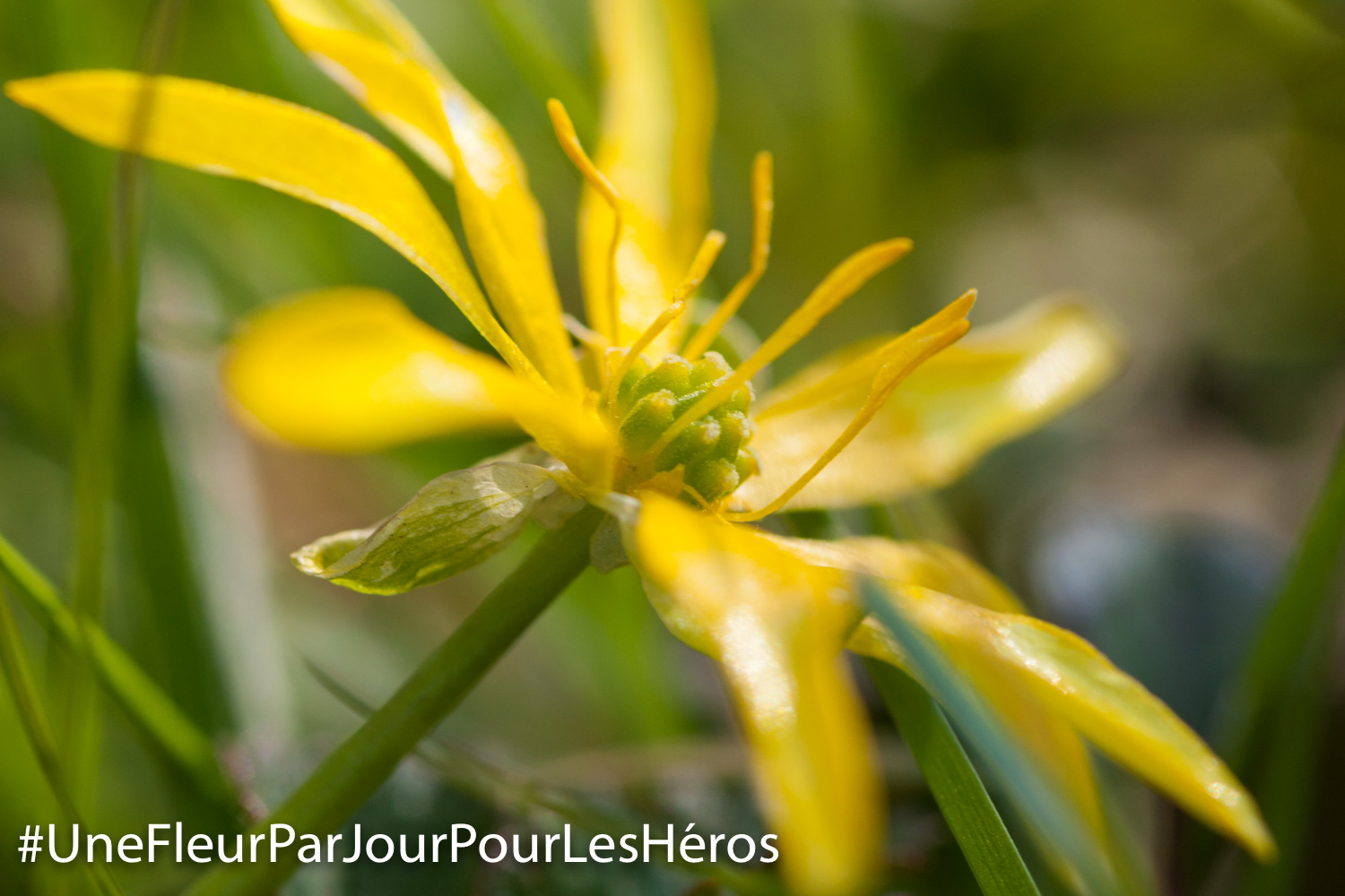 fleur de Ficaire