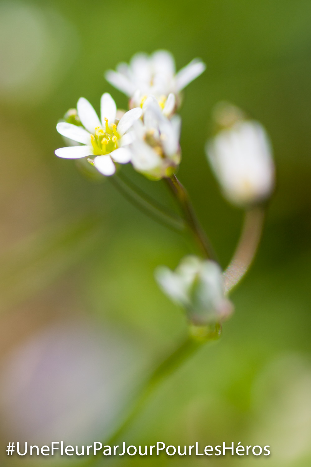 fleur