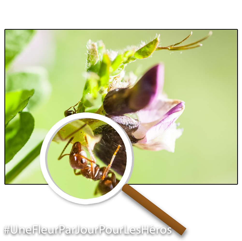 fleur de fabacée
