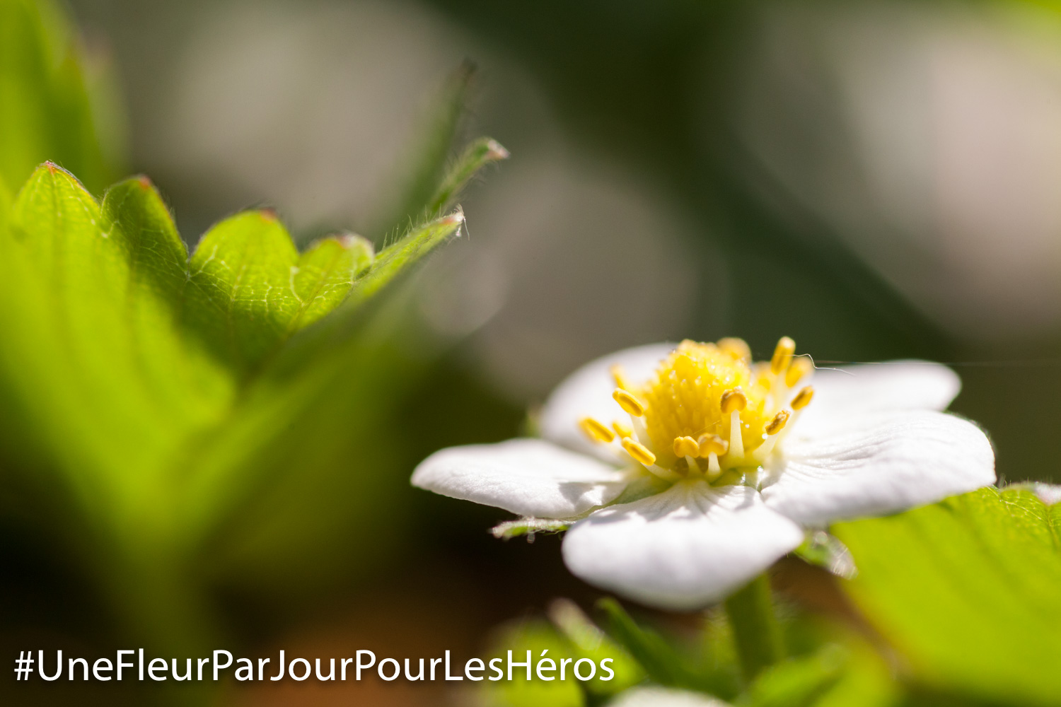 fleur de Fabacée