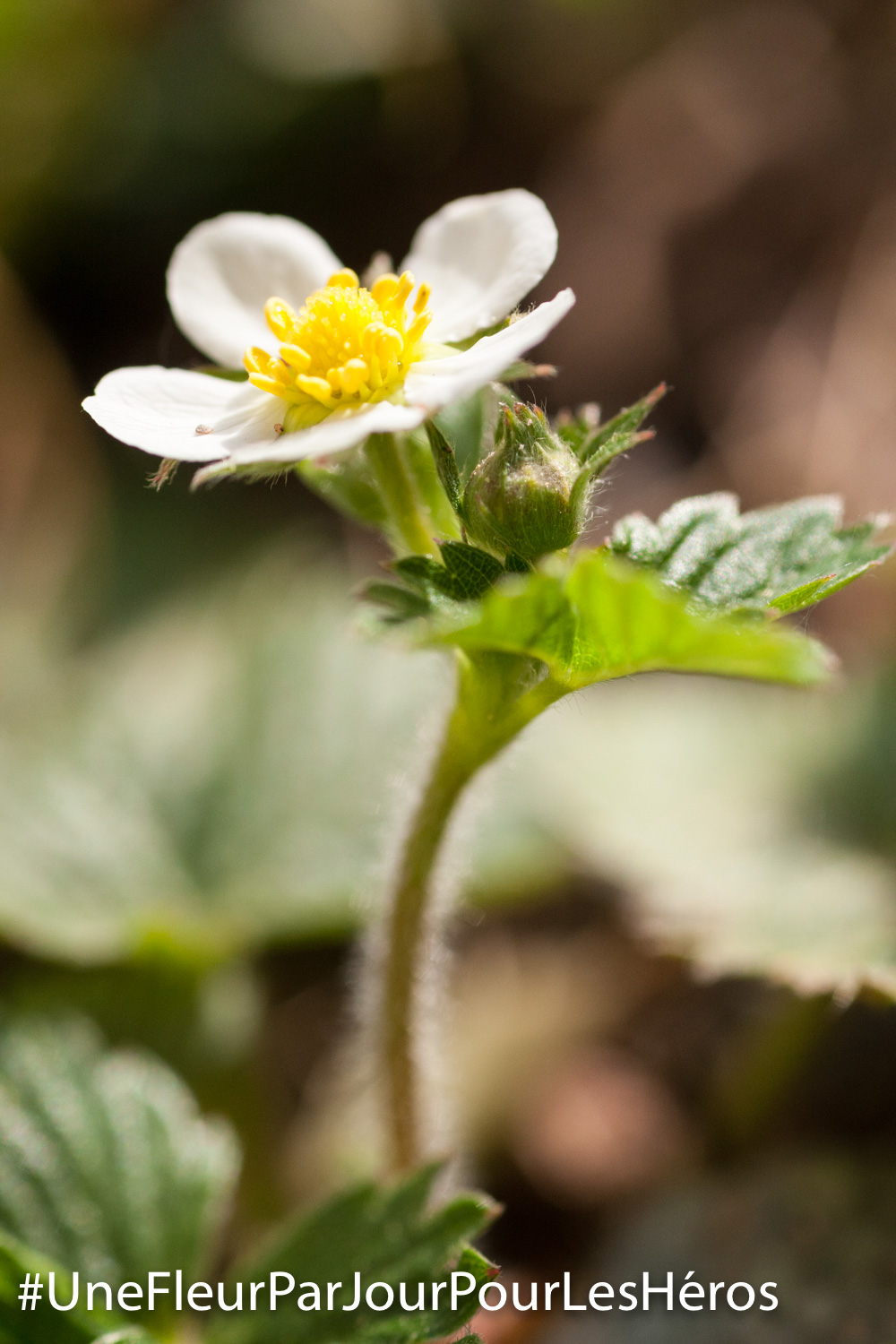 Fleur de fraisier