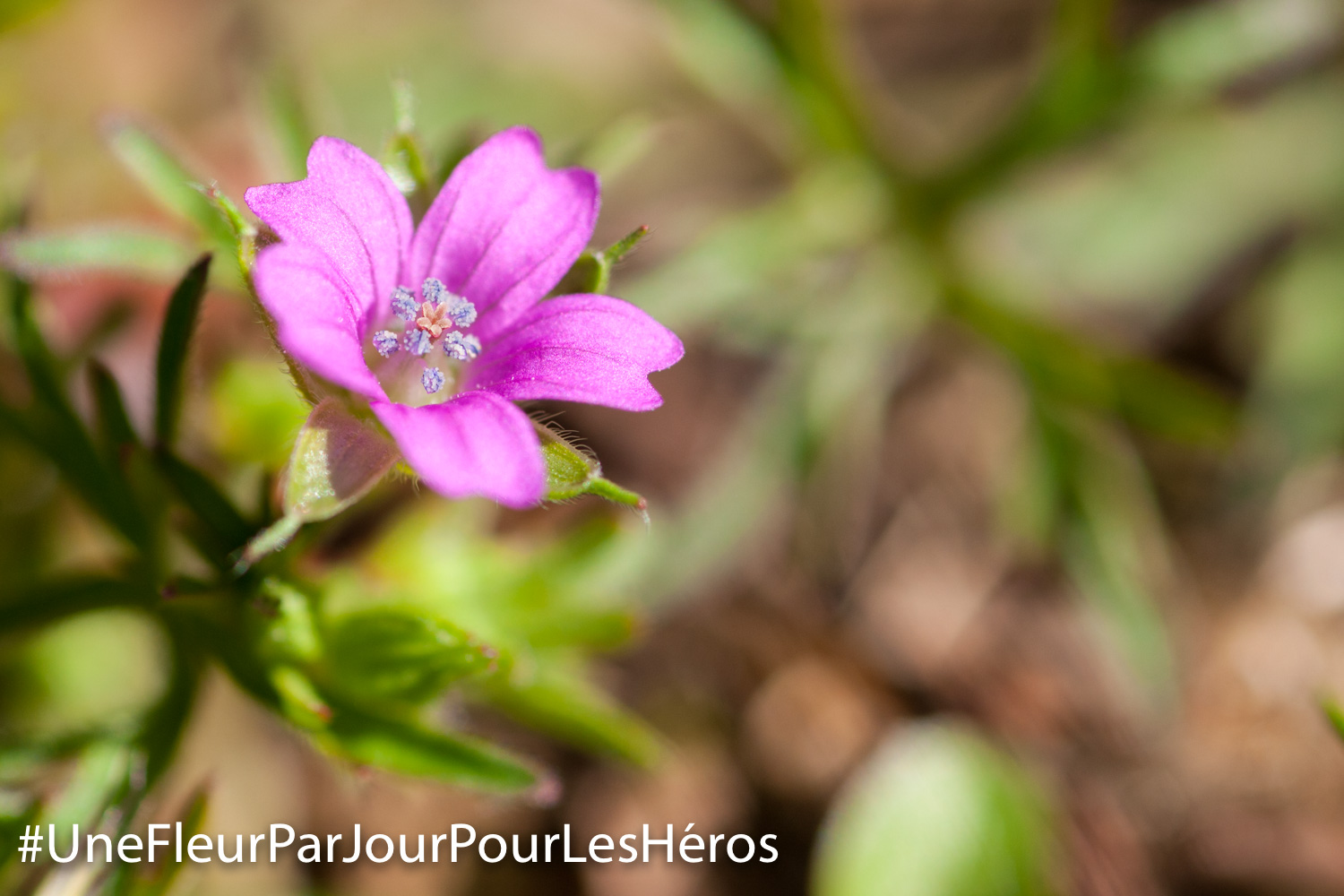 Fleur de Géranium