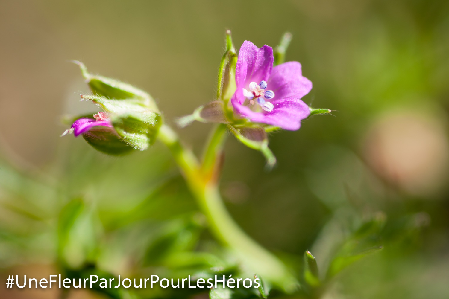 Fleur de Géranium
