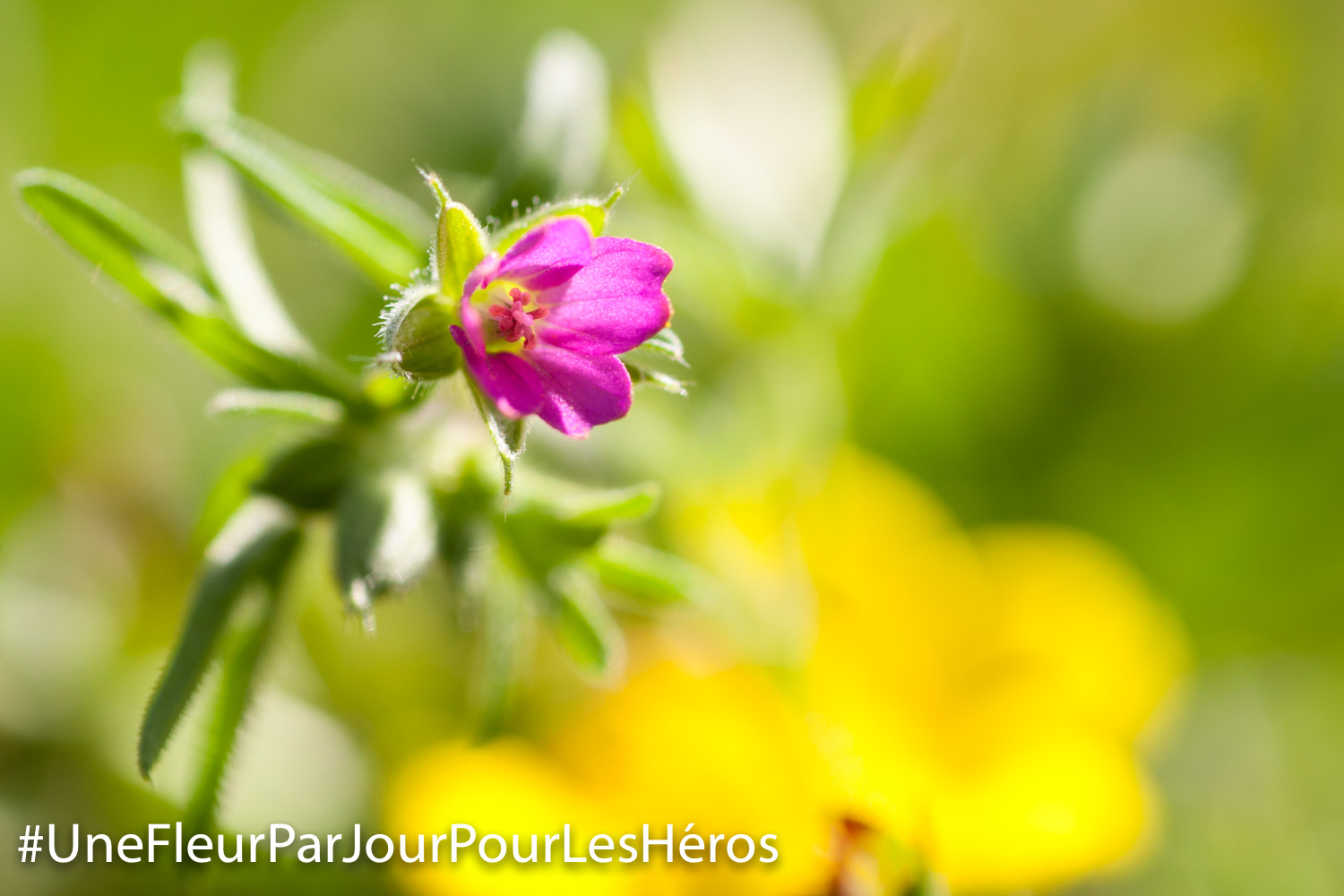 Fleur de Geranium