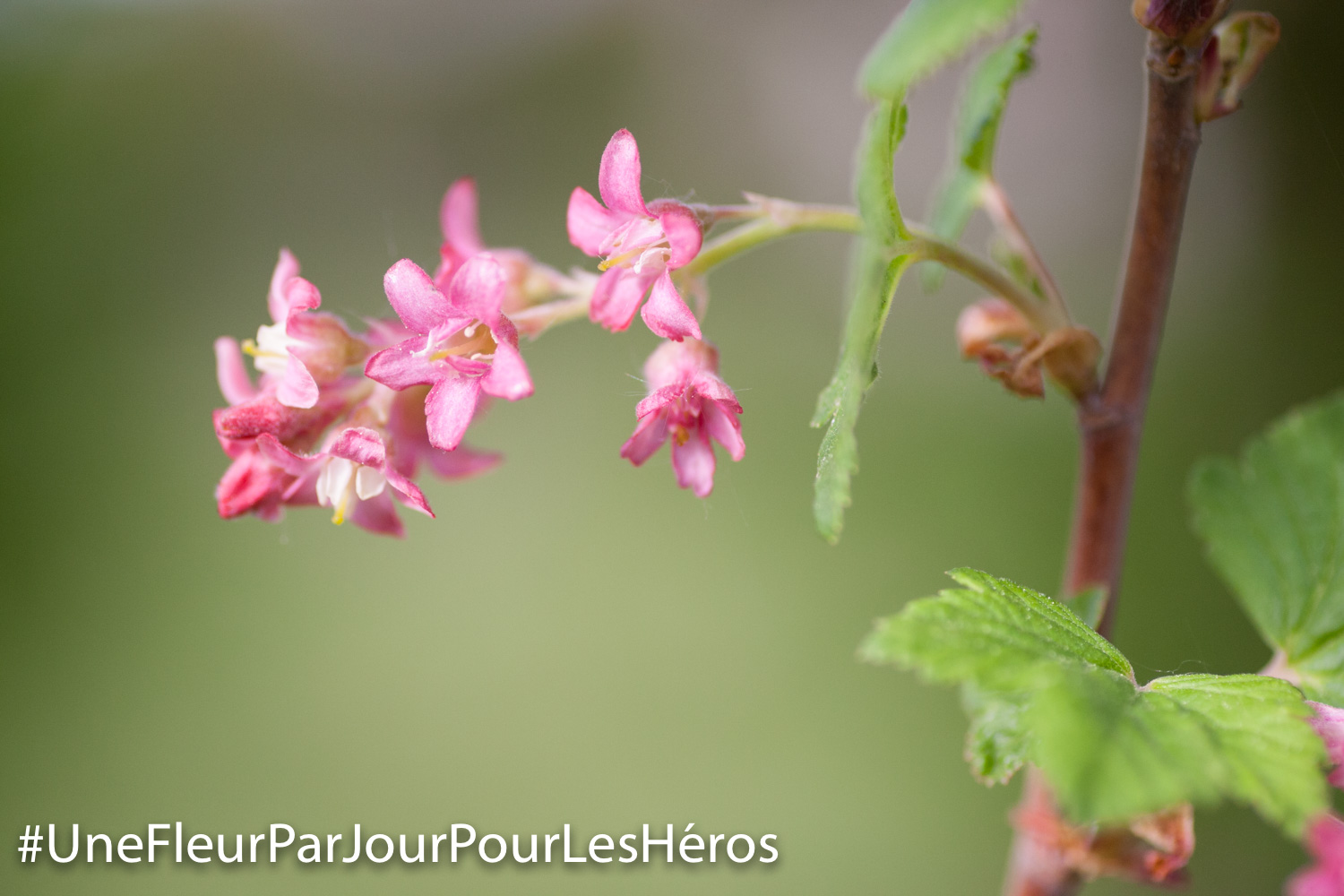 fleur de Groseillier