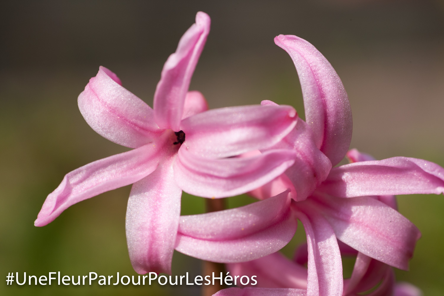 fleur