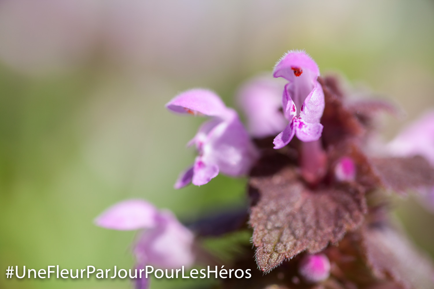 fleur